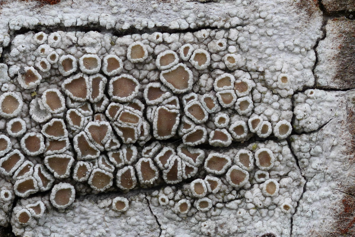 Lecanora chlarotera (door Arjan de Groot)