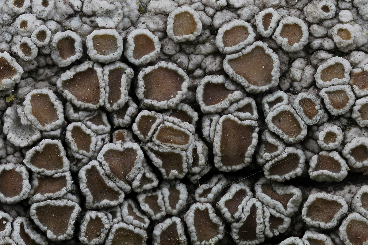 Lecanora chlarotera (door Arjan de Groot)