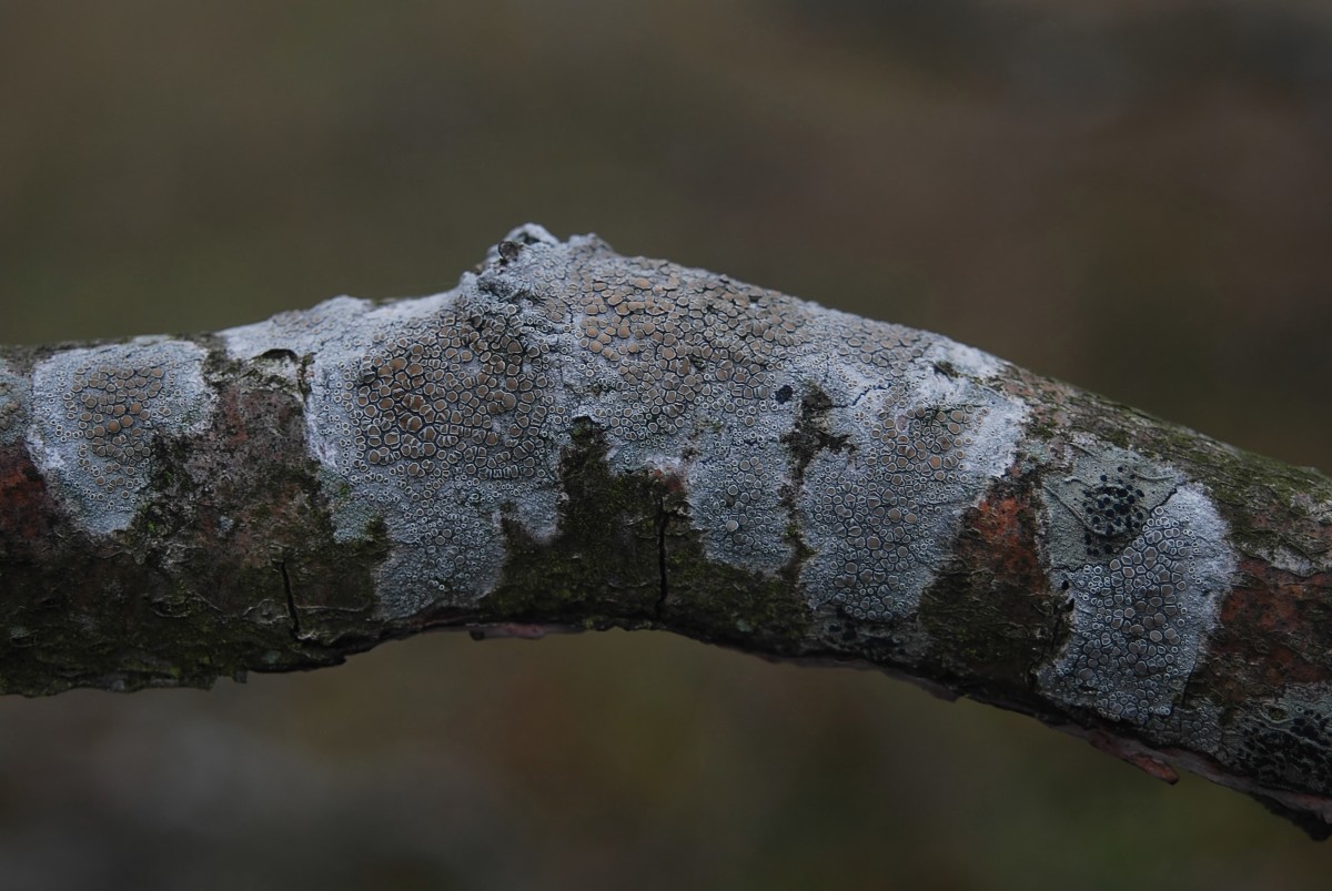 Lecanora chlarotera (door Arjan de Groot)