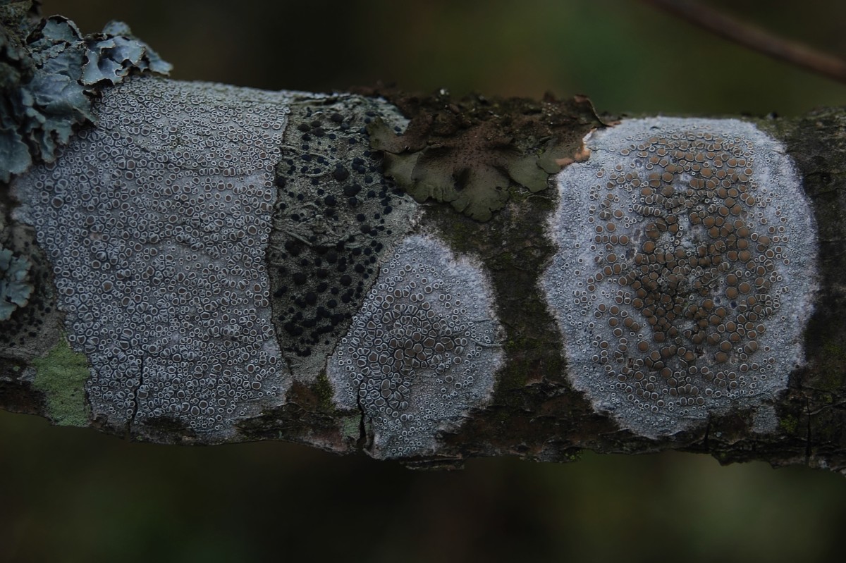 Lecanora chlarotera (door Arjan de Groot)