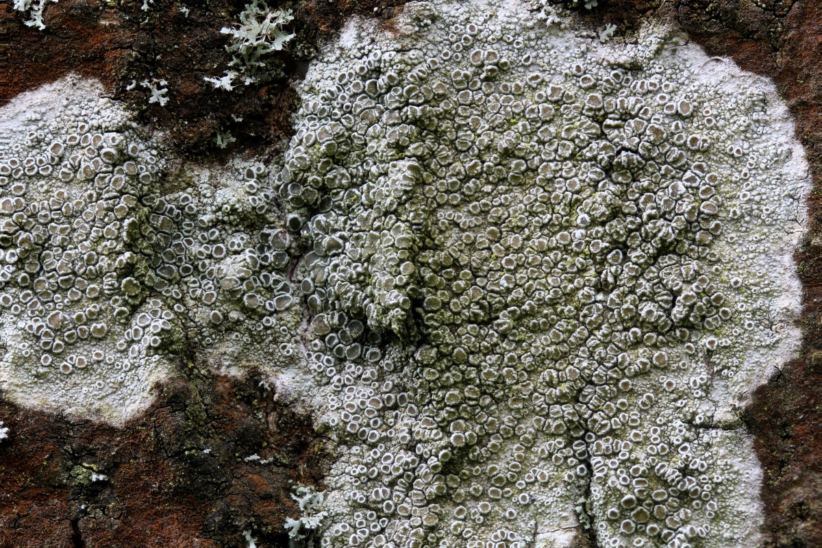 Lecanora chlarotera (door Arjan de Groot)