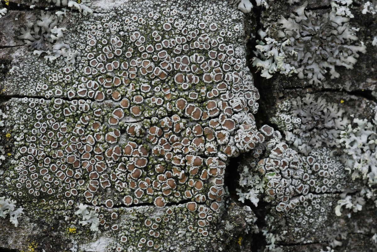 Lecanora chlarotera (door Arjan de Groot)