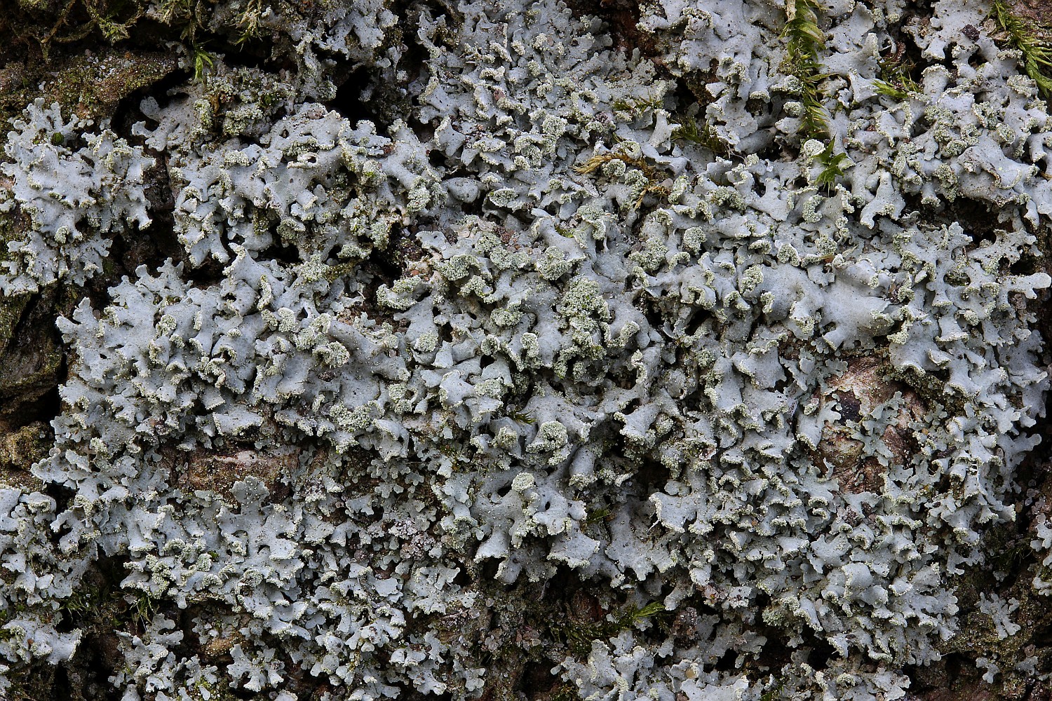 Physciella chloantha (door Arjan de Groot)