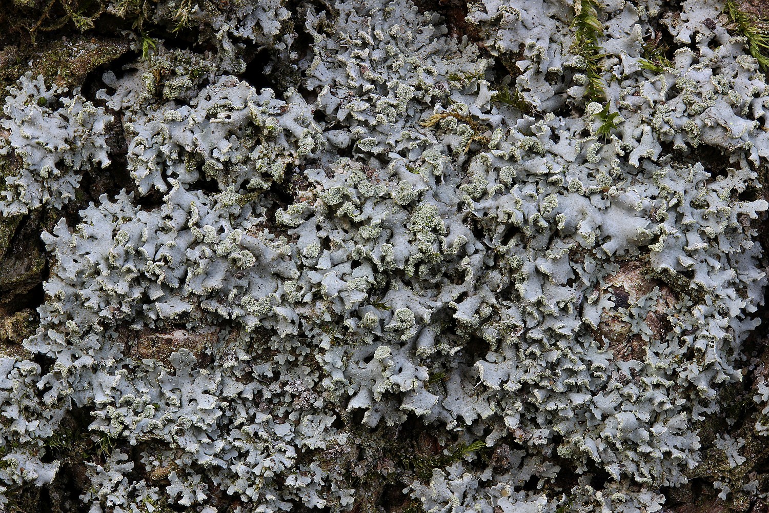 Physciella chloantha (door Arjan de Groot)