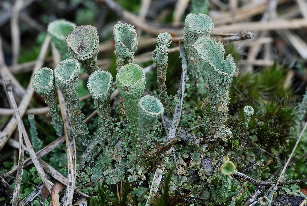 Cladonia chlorophaea (door Arjan de Groot)