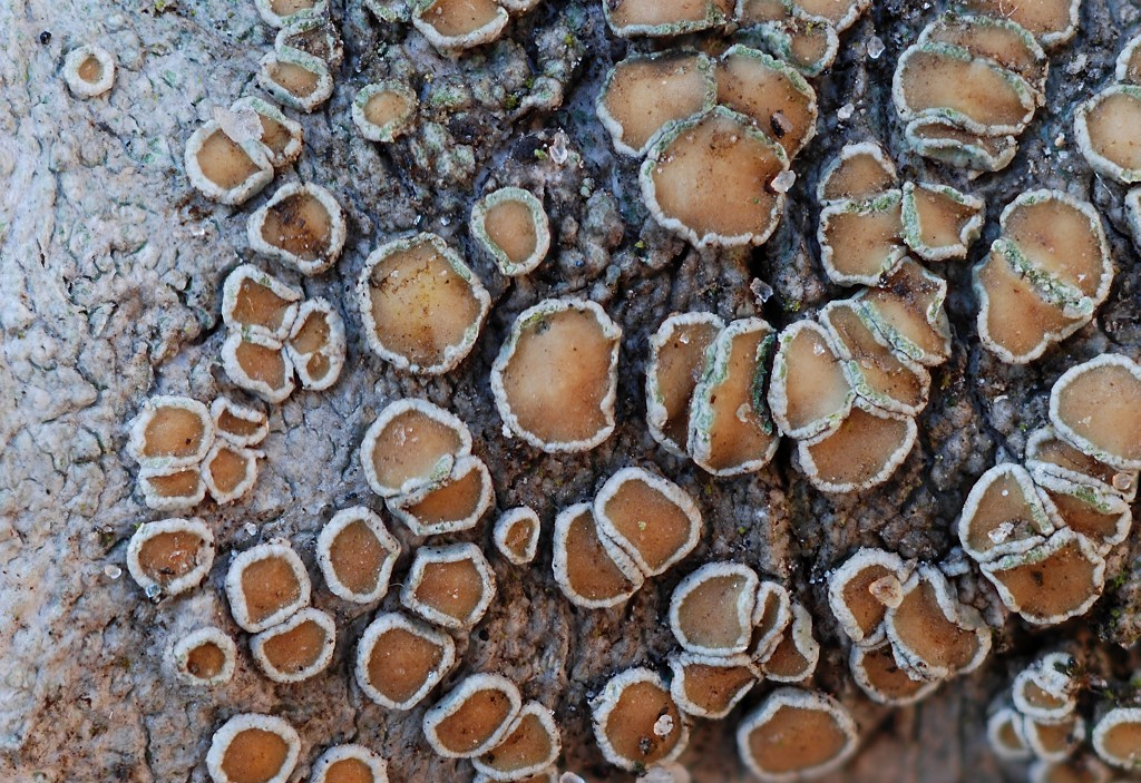 Lecanora chlarotera (door Arjan de Groot)