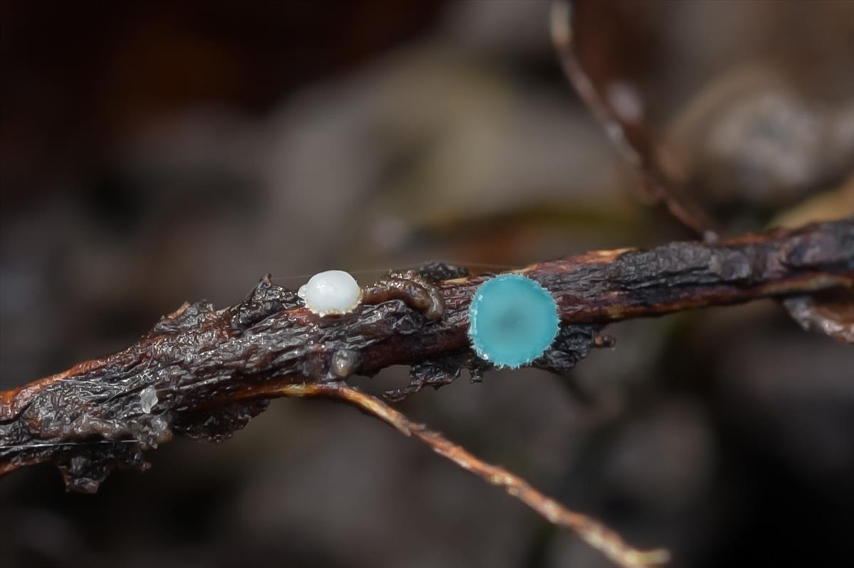 Chlorociboria aeruginella (door Laurens van der Linde)