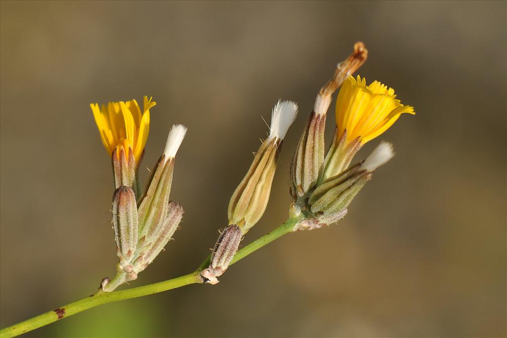 Chondrilla juncea (door Willie Riemsma)