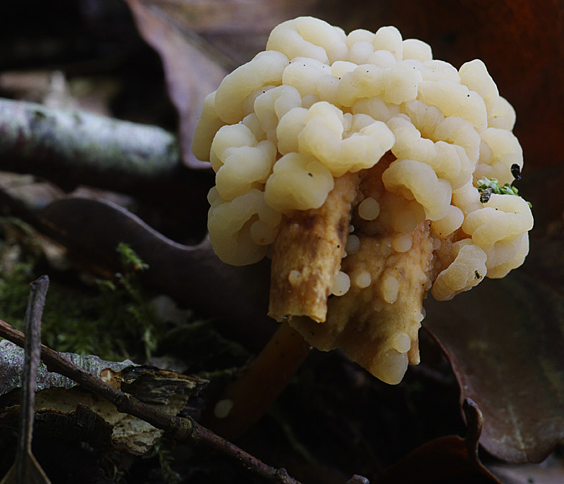 Syzygospora mycetophila (door Hans Adema)