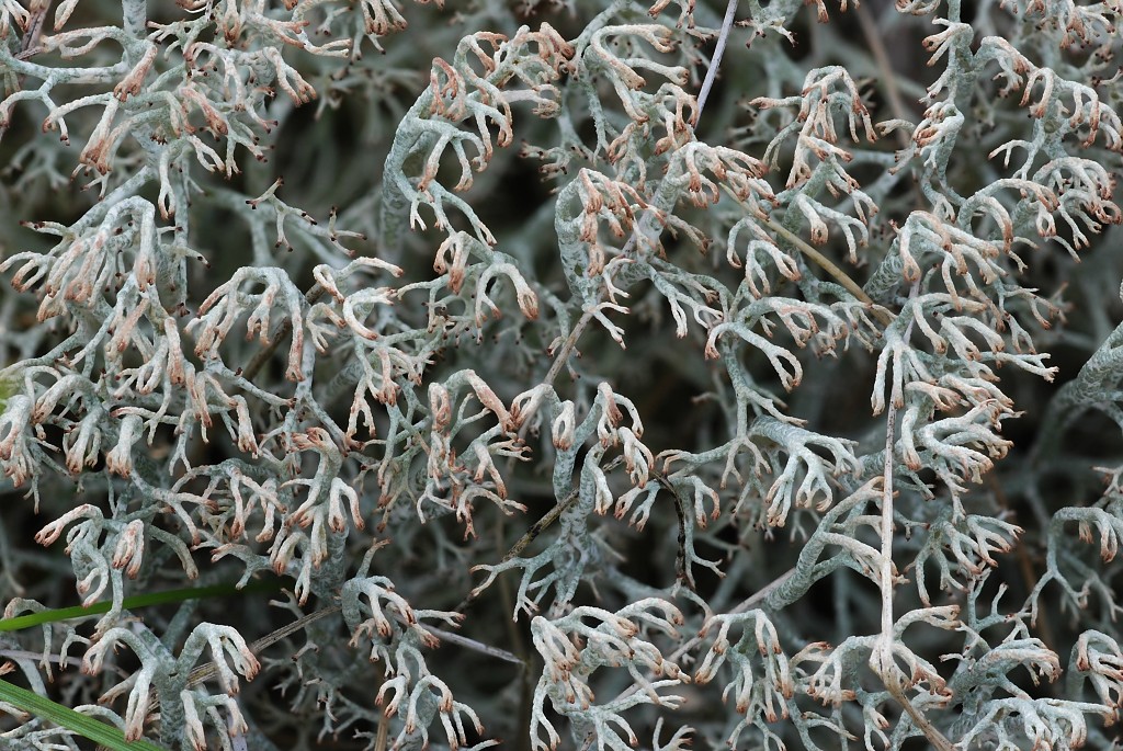 Cladonia ciliata (door Arjan de Groot)