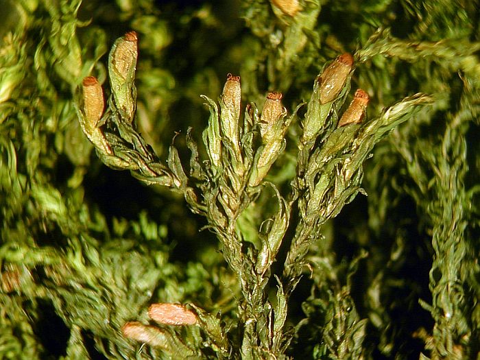 Cinclidotus fontinaloides (door Michael Lueth (www.milueth.de))