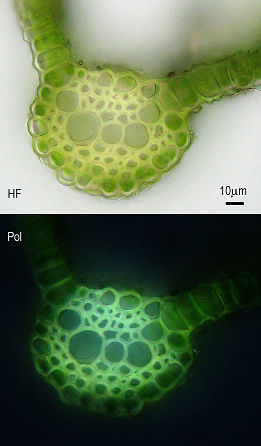 Cinclidotus fontinaloides (door Norbert Stapper)