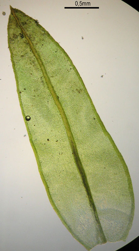 Cinclidotus fontinaloides (door Norbert Stapper)