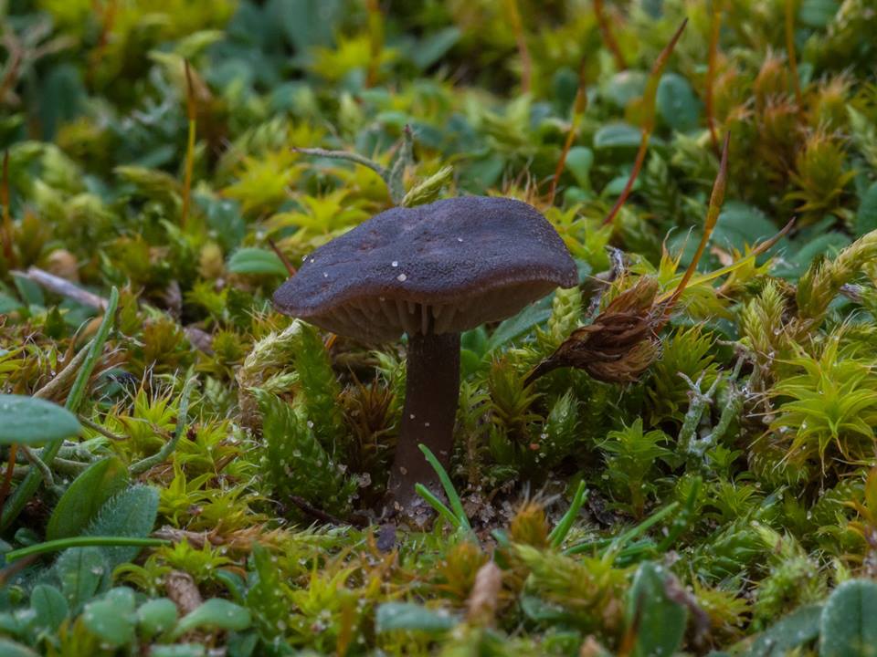 Entoloma sericeum var. cinereo-opacum (door Peter hegi)