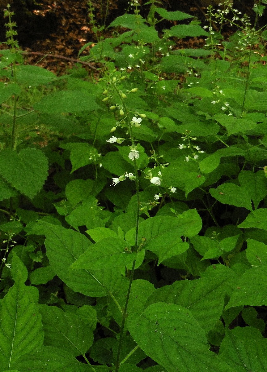 Circaea lutetiana (door Willie Riemsma)