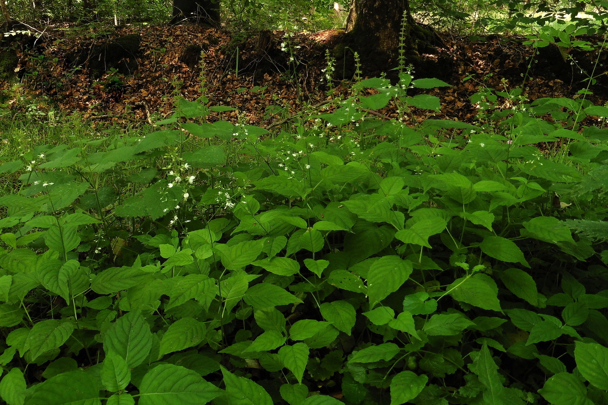 Circaea lutetiana (door Willie Riemsma)