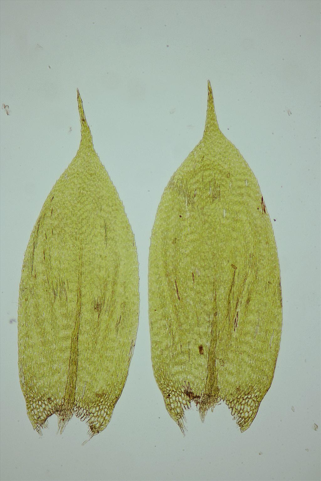 Cirriphyllum piliferum (door Jan Kersten)