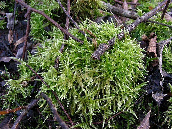 Cirriphyllum piliferum (door Michael Lueth (www.milueth.de))