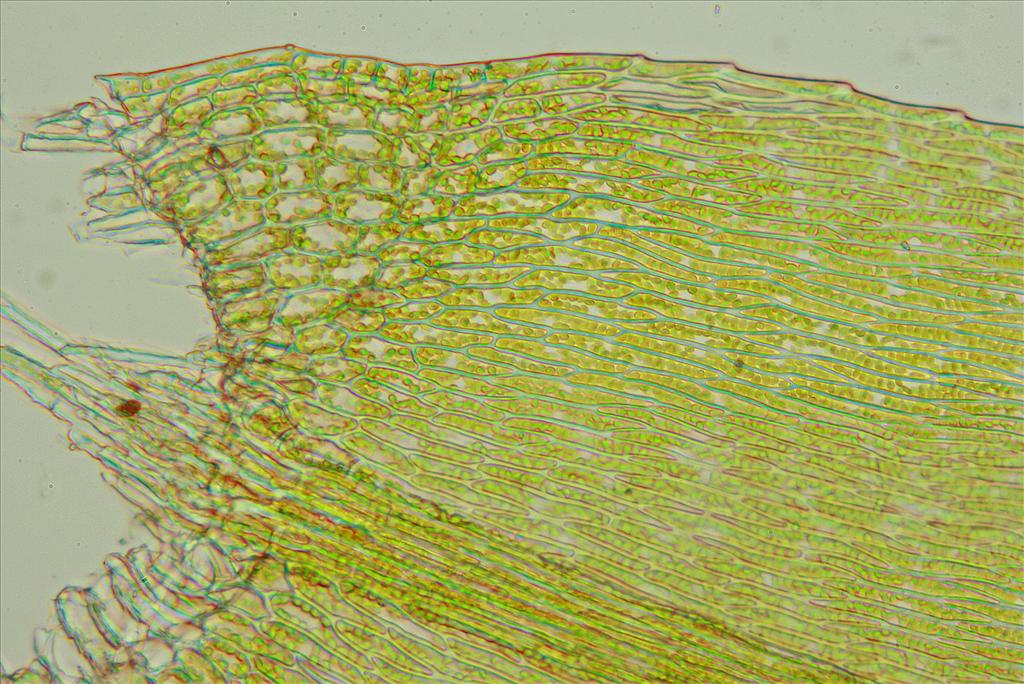 Cirriphyllum piliferum (door Jan Kersten)