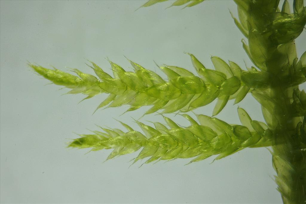 Cirriphyllum piliferum (door Jan Kersten)