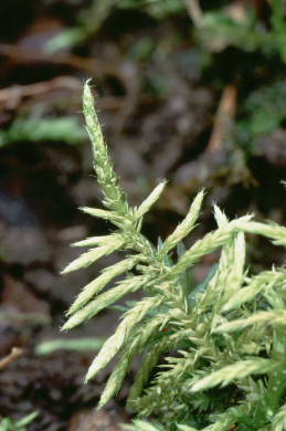 Cirriphyllum piliferum (door Klaas van der Veen)