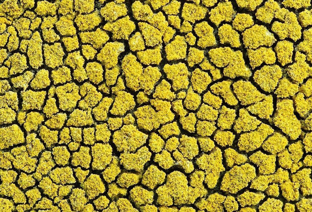 Flavoplaca citrina (door Arjan de Groot)