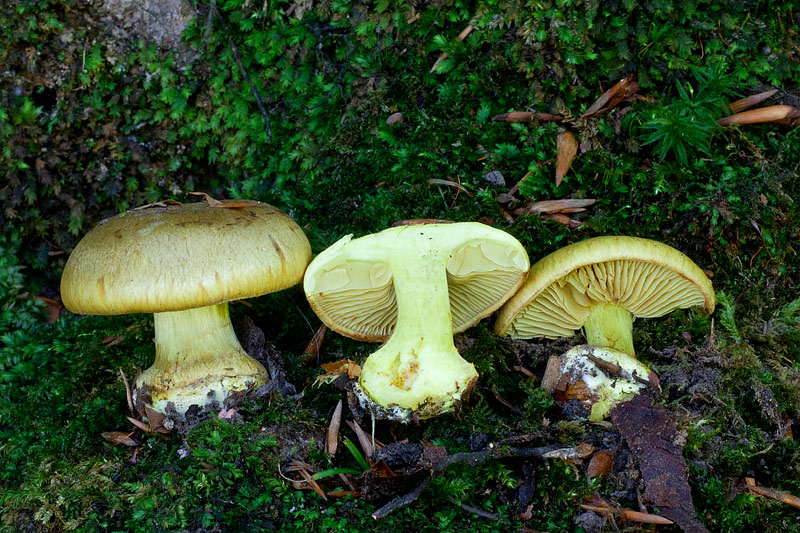 Cortinarius citrinus (door John Breugelmans)