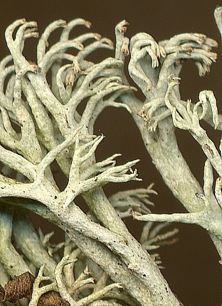 Cladonia arbuscula (door Laurens Sparrius)