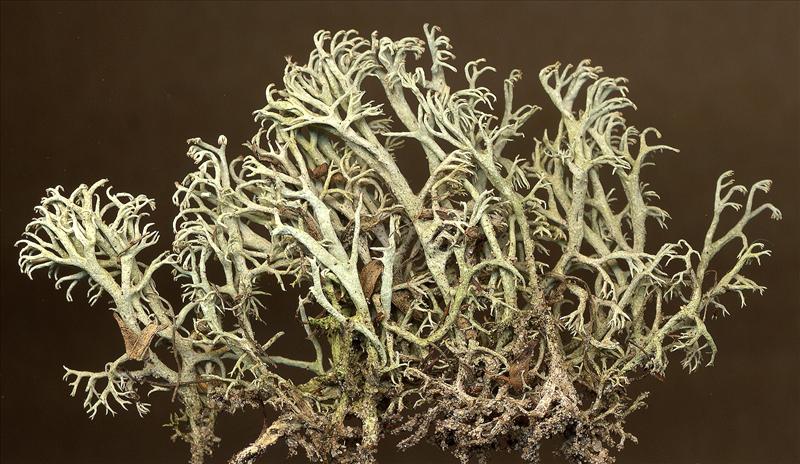 Cladonia arbuscula (door Laurens Sparrius)