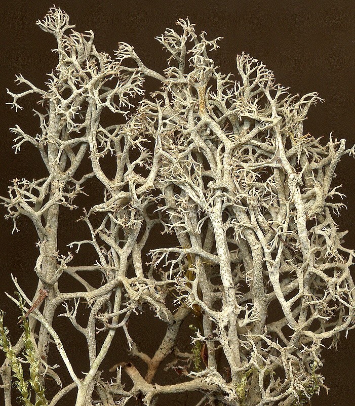 Cladonia ciliata (door Laurens Sparrius)