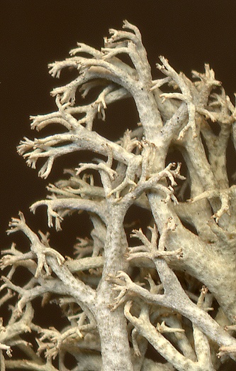 Cladonia portentosa (door Laurens Sparrius)