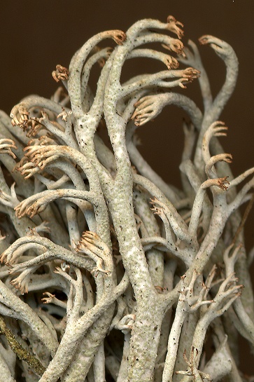 Cladonia rangiferina (door Laurens Sparrius)