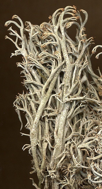 Cladonia rangiferina (door Laurens Sparrius)