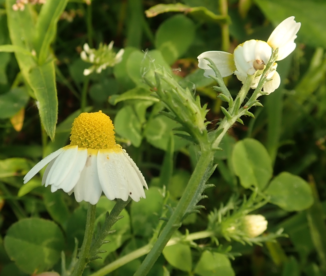 Cladanthus mixtus (door Ans Gorter)