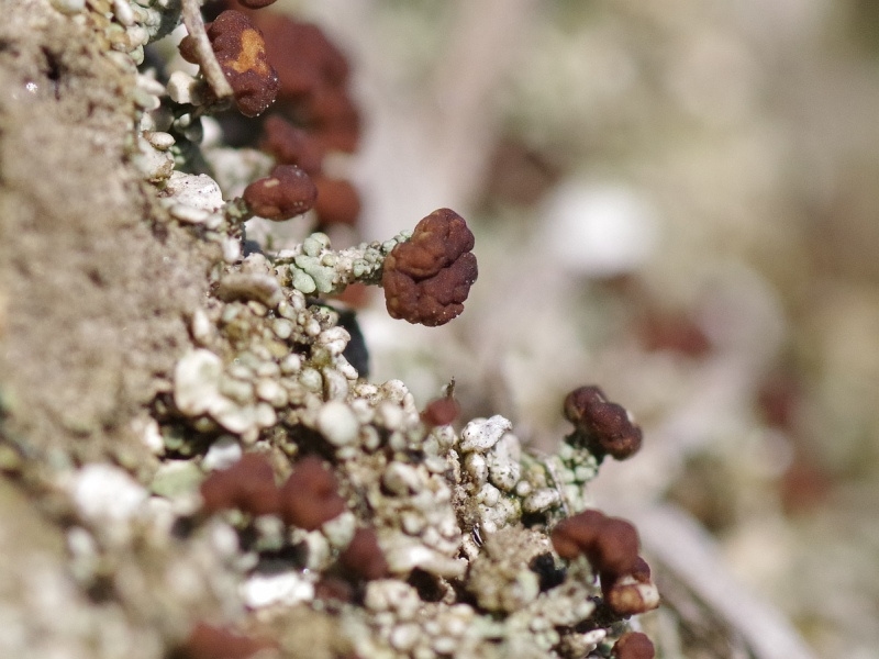 Cladonia peziziformis (door Wiene Bakker)