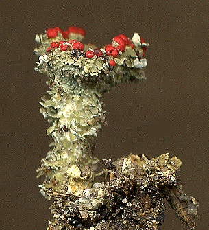 Cladonia borealis (door Laurens Sparrius)