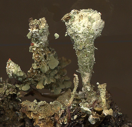 Cladonia borealis (door Laurens Sparrius)