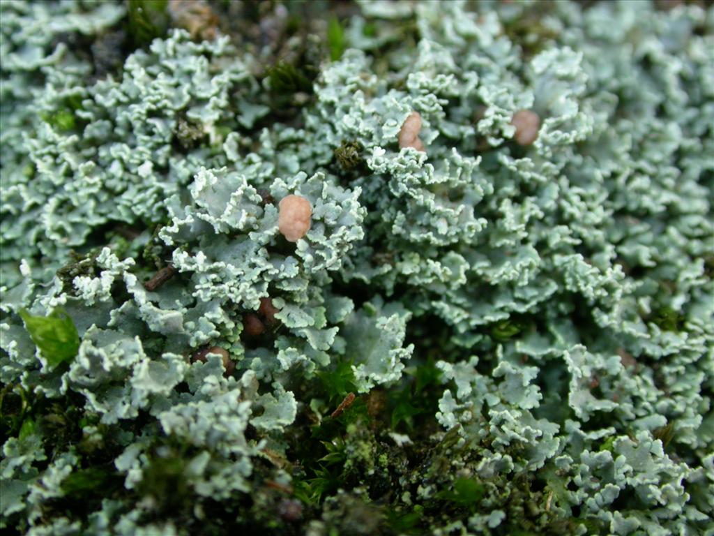 Cladonia caespiticia (door Laurens Sparrius)