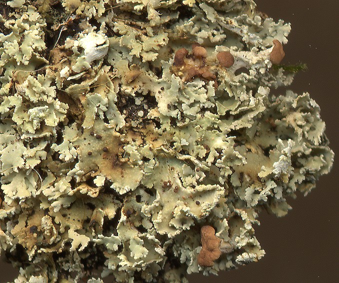 Cladonia caespiticia (door Laurens Sparrius)