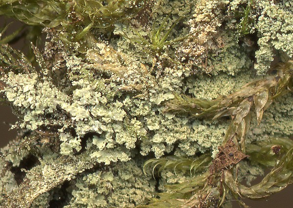 Cladonia caespiticia (door Laurens Sparrius)