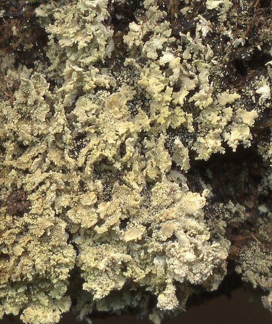 Cladonia caespiticia (door Laurens Sparrius)