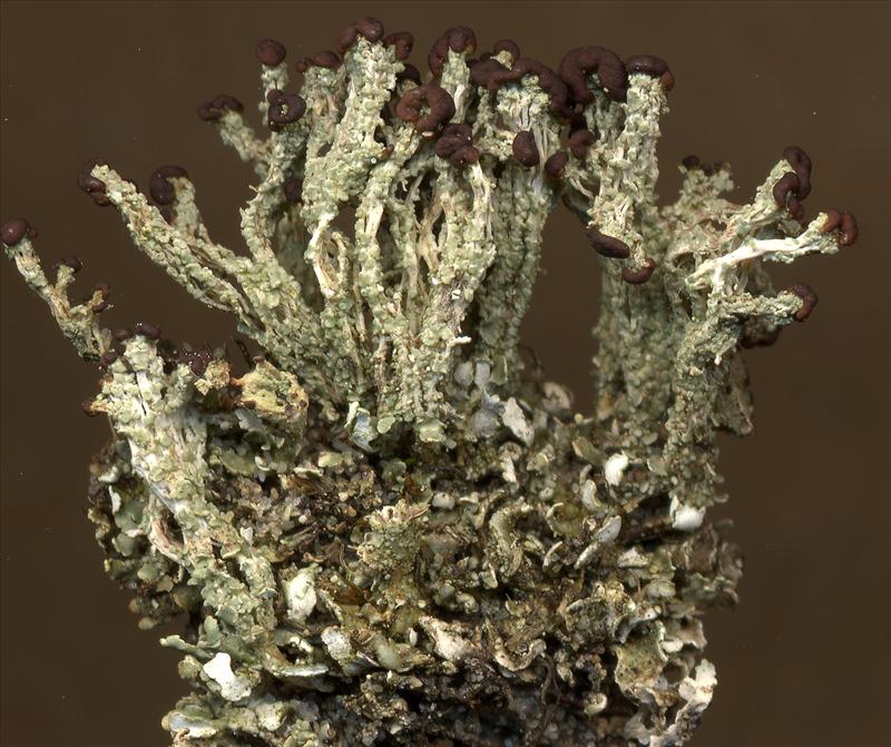 Cladonia cariosa (door Laurens Sparrius)