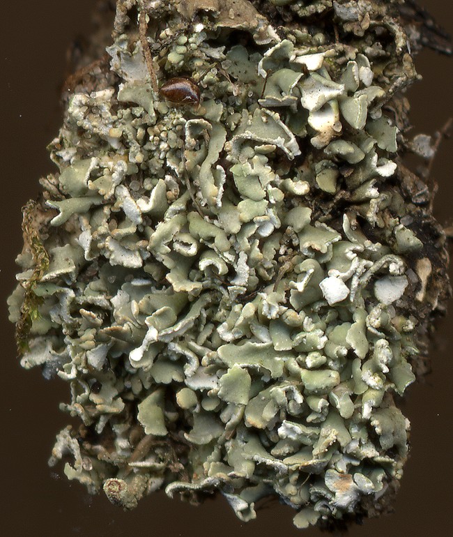 Cladonia cariosa (door Laurens Sparrius)