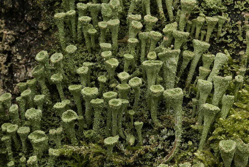 Cladonia chlorophaea (door Ron Poot)