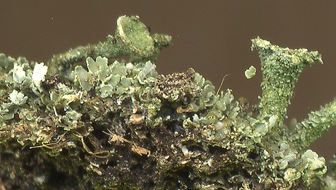 Cladonia chlorophaea (door Laurens Sparrius)
