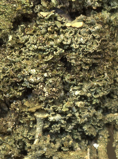 Cladonia chlorophaea (door Laurens Sparrius)