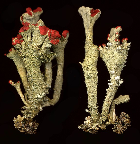 Cladonia coccifera (door Laurens Sparrius)