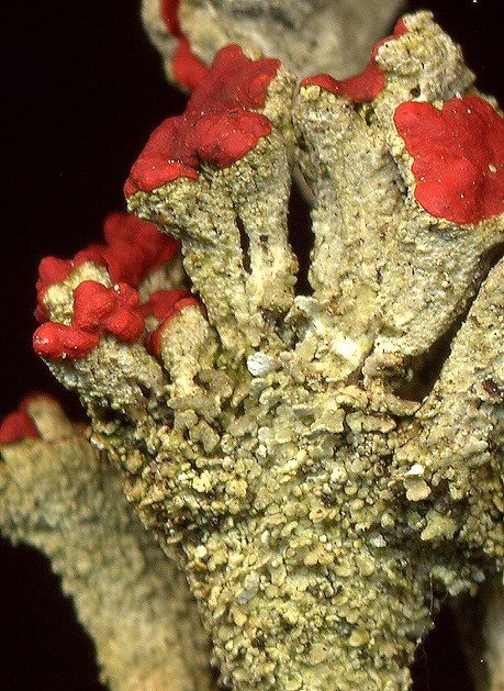 Cladonia coccifera (door Laurens Sparrius)