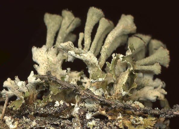 Cladonia coccifera (door Laurens Sparrius)