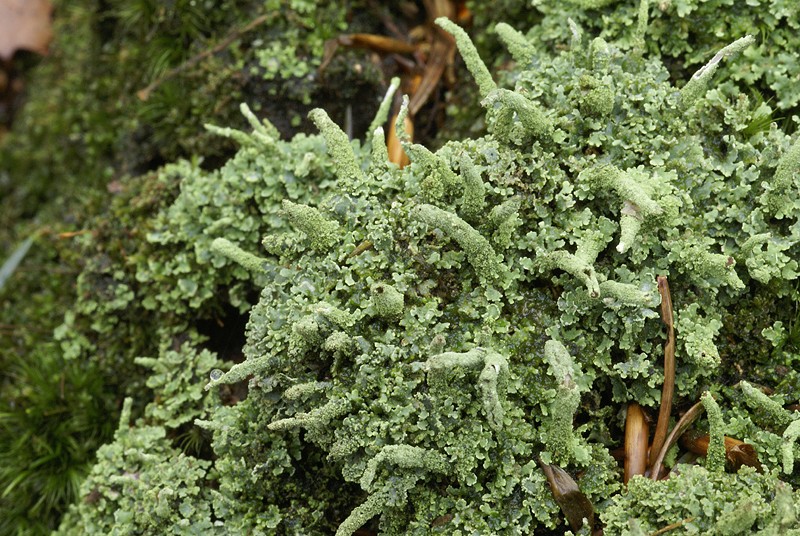 Cladonia polydactyla (door Ron Poot)